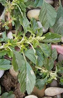 lec31_clip_image008.webp