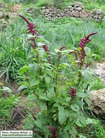http://www.maltawildplants.com/AMAR/Pics/AMRCD/Amaranthus_caudatus_%5BIMG_6810%5D.webp