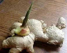 http://toptropicals.com/pics/garden/m1/Aroma/Zingiber_Officinale170.webp