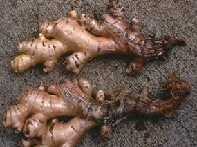 http://www.ctahr.hawaii.edu/nelsons/Misc/1_ginger_bacterial_wilt_rotting%20_rhizome_1.webp
