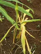 http://www.ctahr.hawaii.edu/nelsons/Misc/1_bacterial_wilt_ginger_1.webp