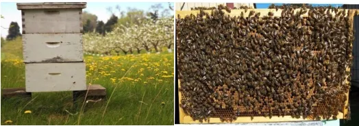 Beekeeper inspecting bee frames in an apiary
