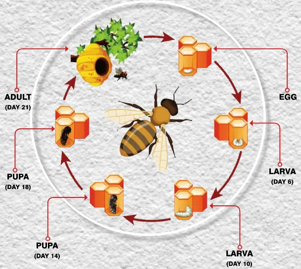 Honey bee life cycle from egg to larva to pupa to adult inside comb cells