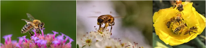 Honey bee pollinating a flower -- collecting nectar and transferring pollen