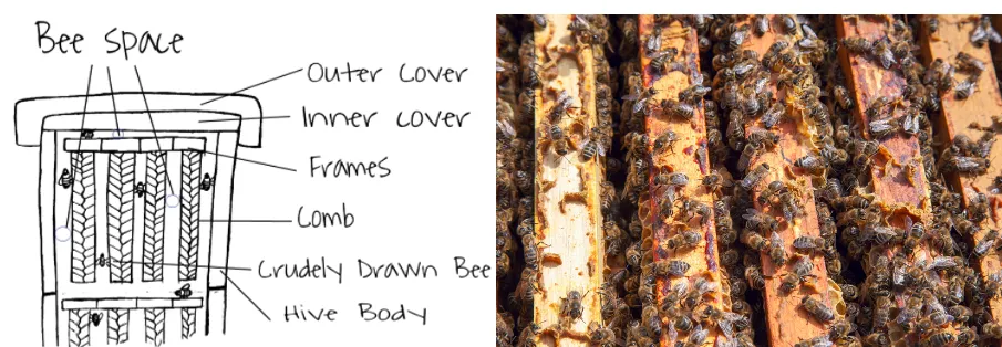 Diagram showing bee space -- the precise gap within a hive that bees leave as a passageway