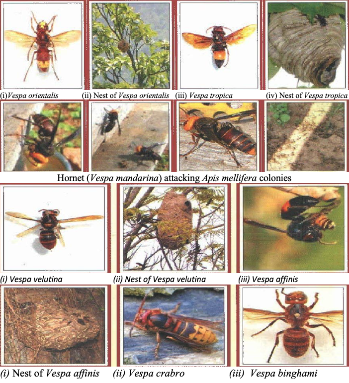 Different species of Wasps &amp; Hornet (Vespa spp.)