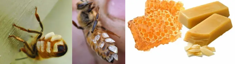 Beeswax scales produced by workers and processed wax comb products
