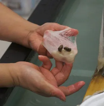 Double cocoon formed by two silkworm larvae and associated with dupion silk