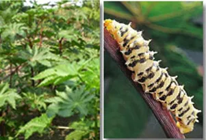 Eri silk cocoons with open ends that allow moth emergence in peace silk production