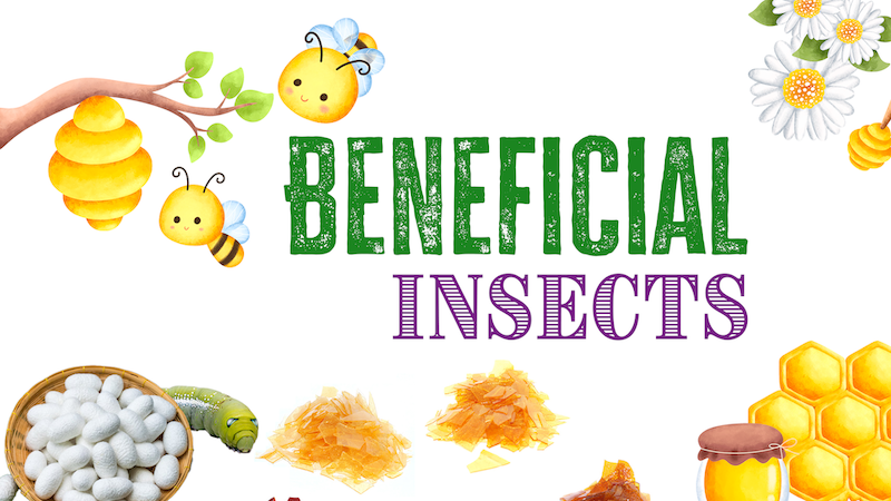 Beneficial Insects Full Course