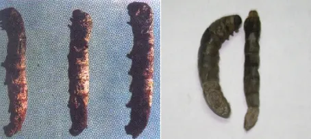 Flacherie disease in silkworm showing soft limp flaccid larval body