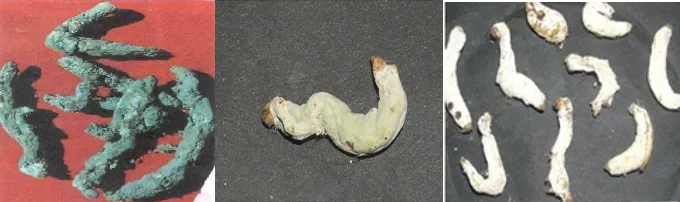 Muscardine fungal disease in silkworms showing hard dry mummified larvae