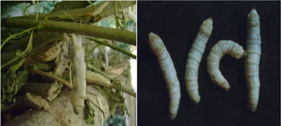 Grasserie in silkworm showing swollen yellowish bamboo cane-like larval body