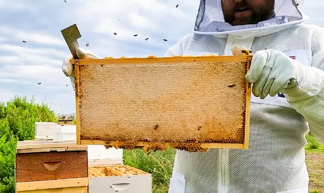 Beekeeper extracting honey from bee frames using proper technique