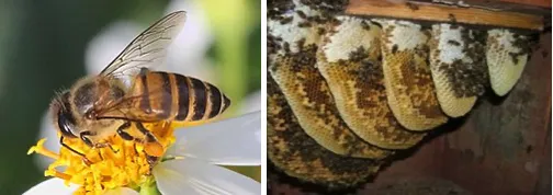 Indian bee Apis cerana indica with a medium-sized worker and parallel combs inside a cavity