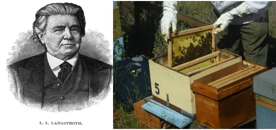 Rev. L.L. Langstroth and his movable-frame bee hive design