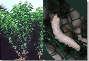 Mulberry silkworm Bombyx mori feeding on mulberry leaves in domesticated rearing