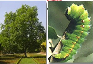 Oak tasar cocoon type associated with the finer temperate tasar silk