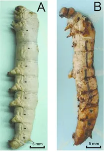 Pebrine disease in silkworm larvae showing black pepper-like spots on the integument