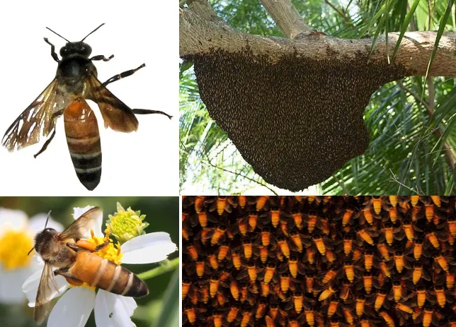 Rock bee Apis dorsata showing the large worker and an open single-comb nest hanging in the open