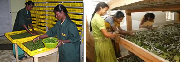 Sericulture process -- from mulberry cultivation to silkworm rearing