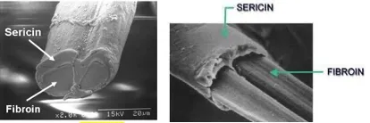 Silk filament structure showing fibroin core and sericin coating in a silkworm thread
