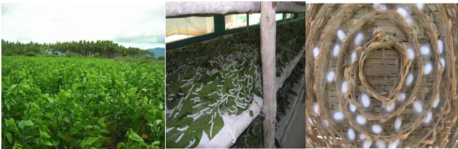 Sericulture chain showing mulberry cultivation, silkworm rearing, cocoon harvest, and silk reeling