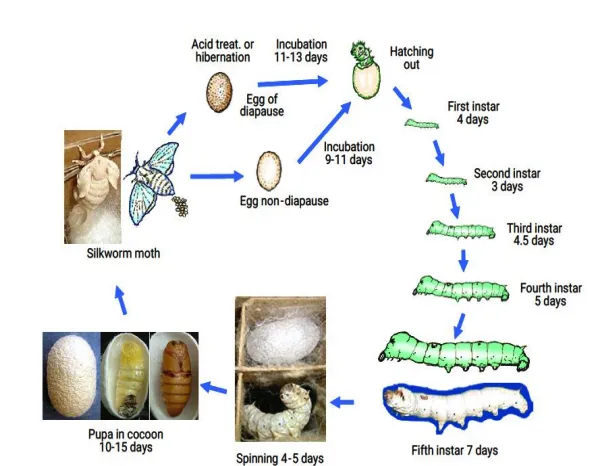 Complete life cycle of a silkworm -- egg, larva, pupa, and adult moth stages