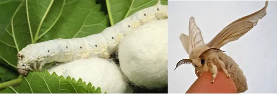 Silkworm morphology showing larval body segments and key structures