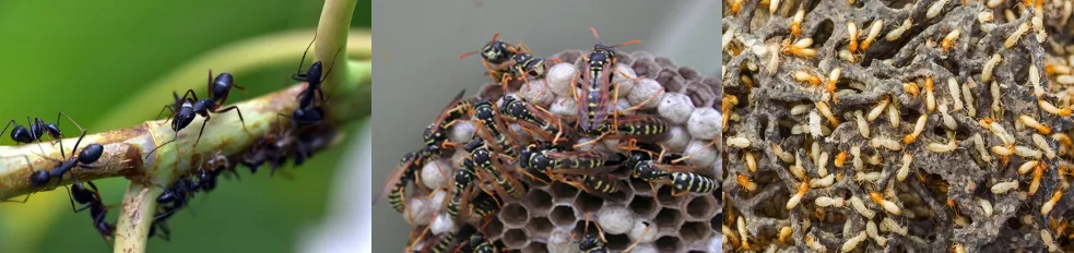 Other social insects showing ants, wasps, and termites as examples of eusocial colonies