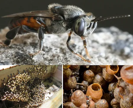 Stingless bee with tiny worker and cerumen pot nest structures used in meliporiculture