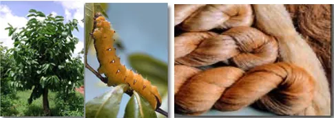 Tropical tasar silkworm Antheraea mylitta on forest host foliage