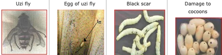 Uzi fly Exorista sorbillans as a tachinid parasitoid attacking silkworm larvae