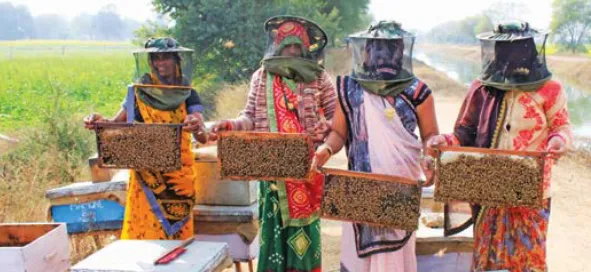 Women beekeepers managing bee colonies as part of self-help groups