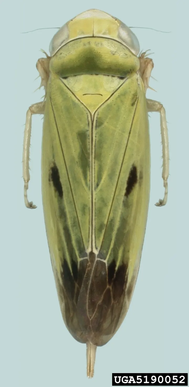 Adult Nephotettix virescens green leafhopper for exact species identification
