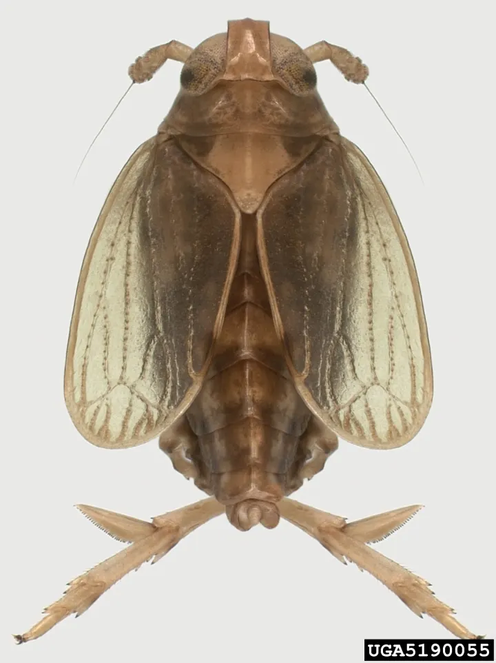 Adult Nilaparvata lugens brown planthopper for exact species identification