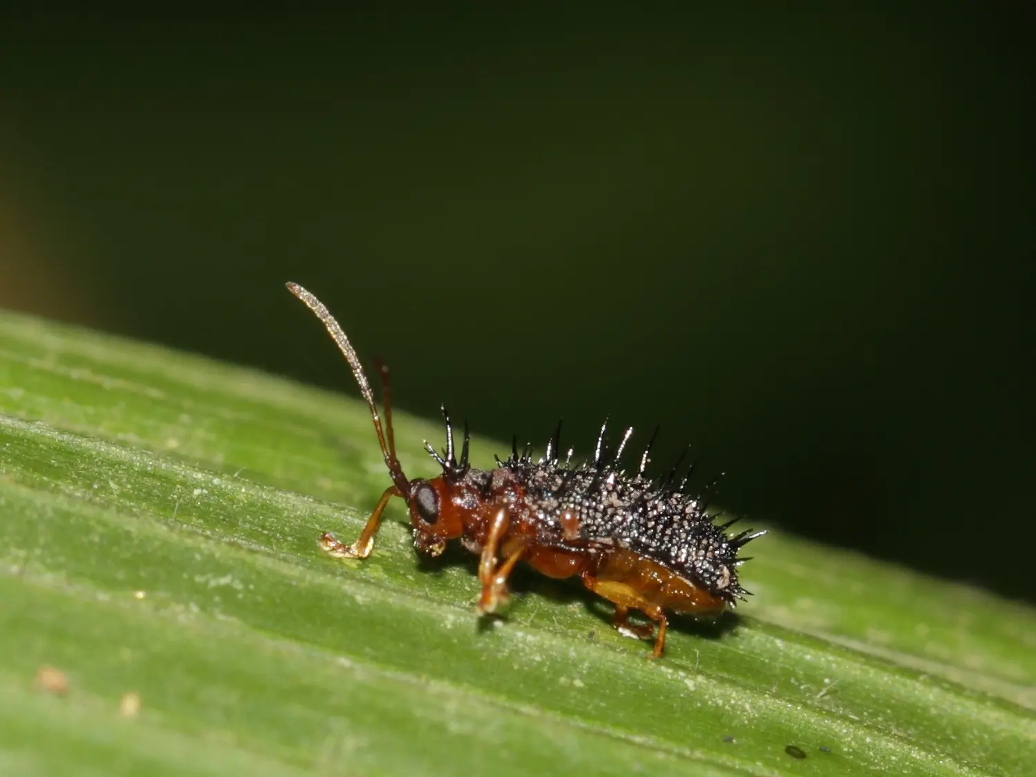 Adult Dicladispa armigera rice hispa for exact species identification