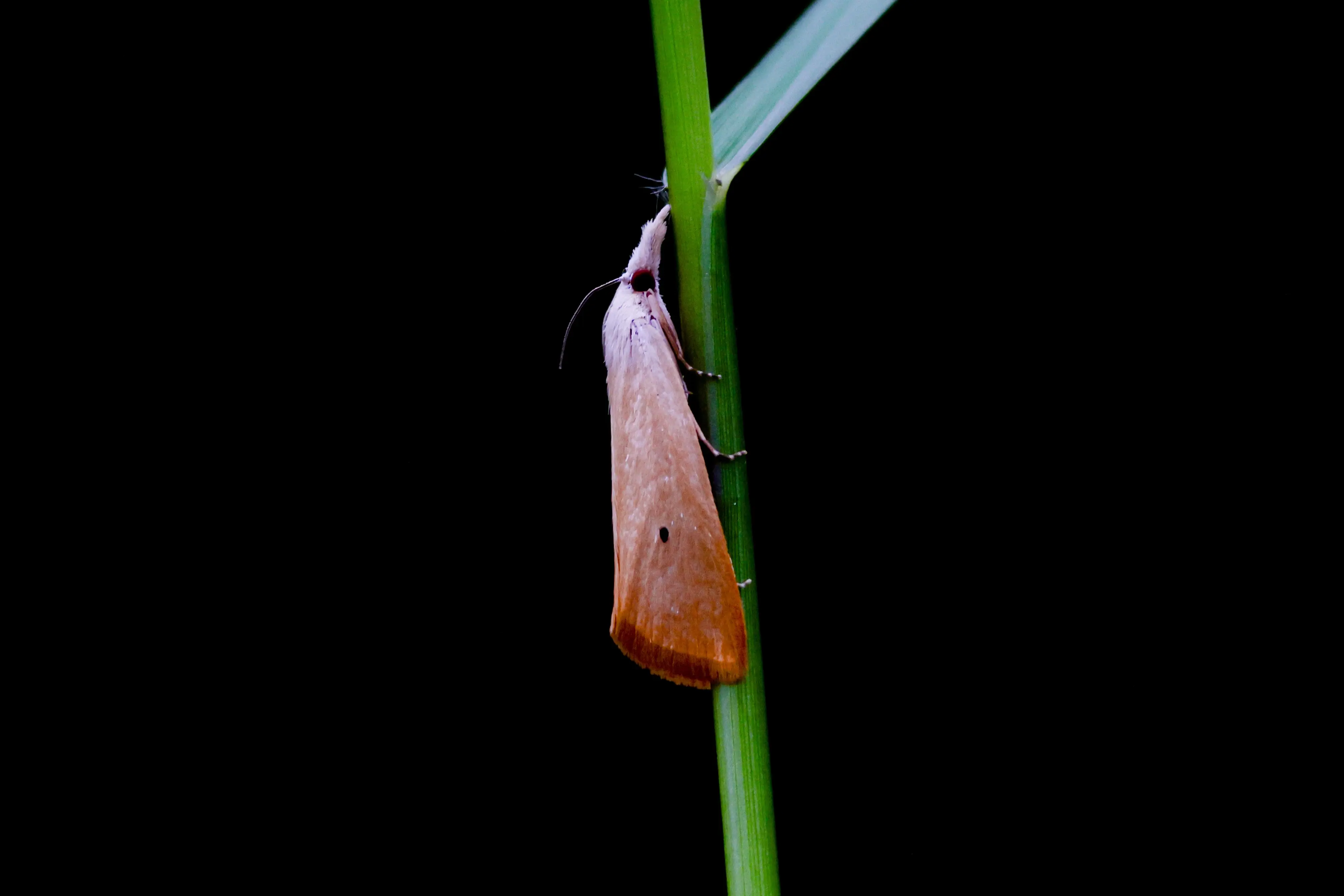Adult Scirpophaga incertulas yellow stem borer moth for exact species identification