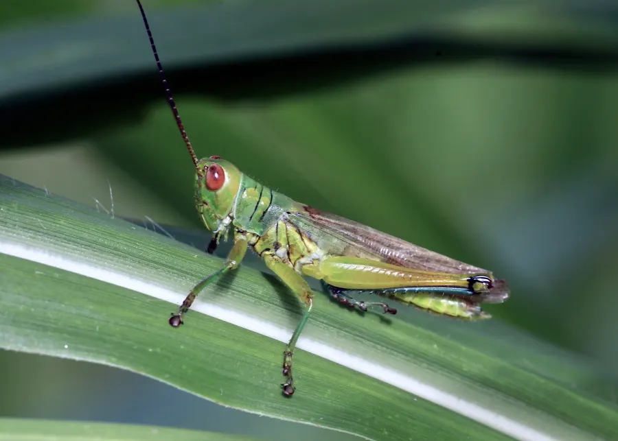 Adult Hieroglyphus banian grasshopper for exact species identification in rice