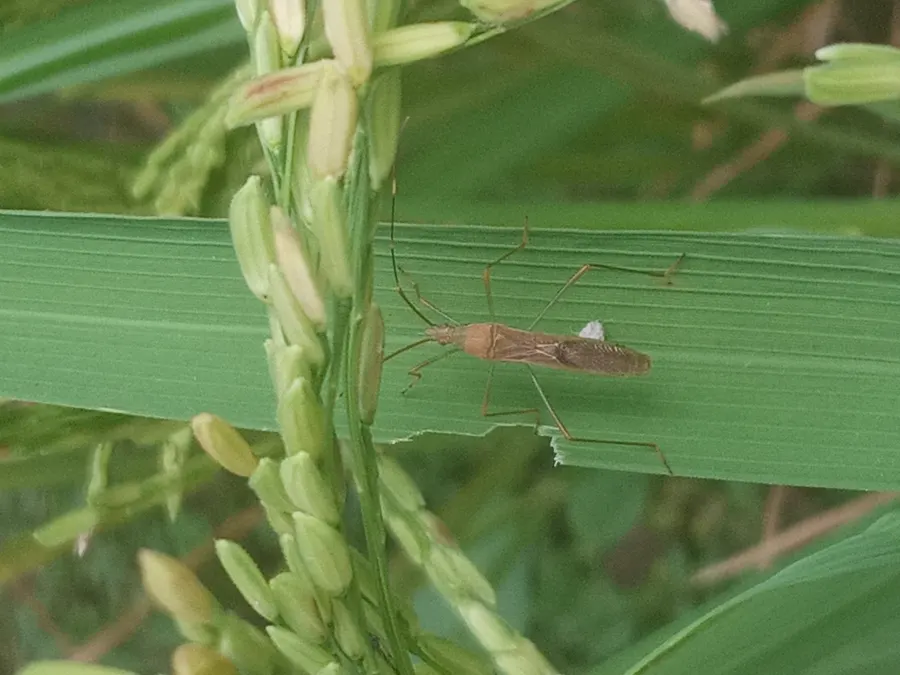 Adult Leptocorisa acuta rice earhead bug for exact species identification