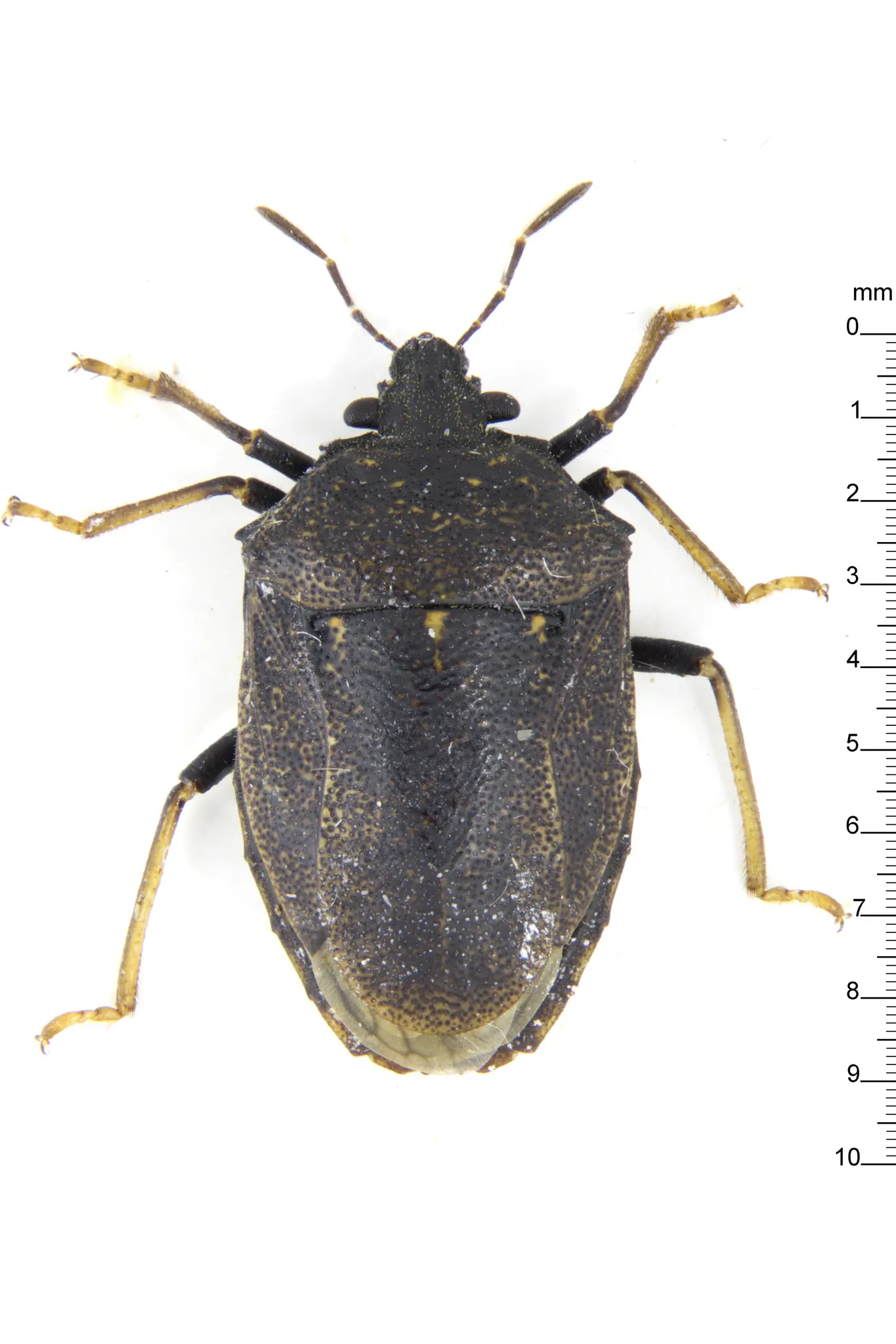 Adult Scotinophara coarctata rice black bug for exact species identification