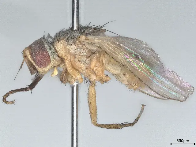 Pinned specimen of sorghum shoot fly Atherigona soccata for exact species identification