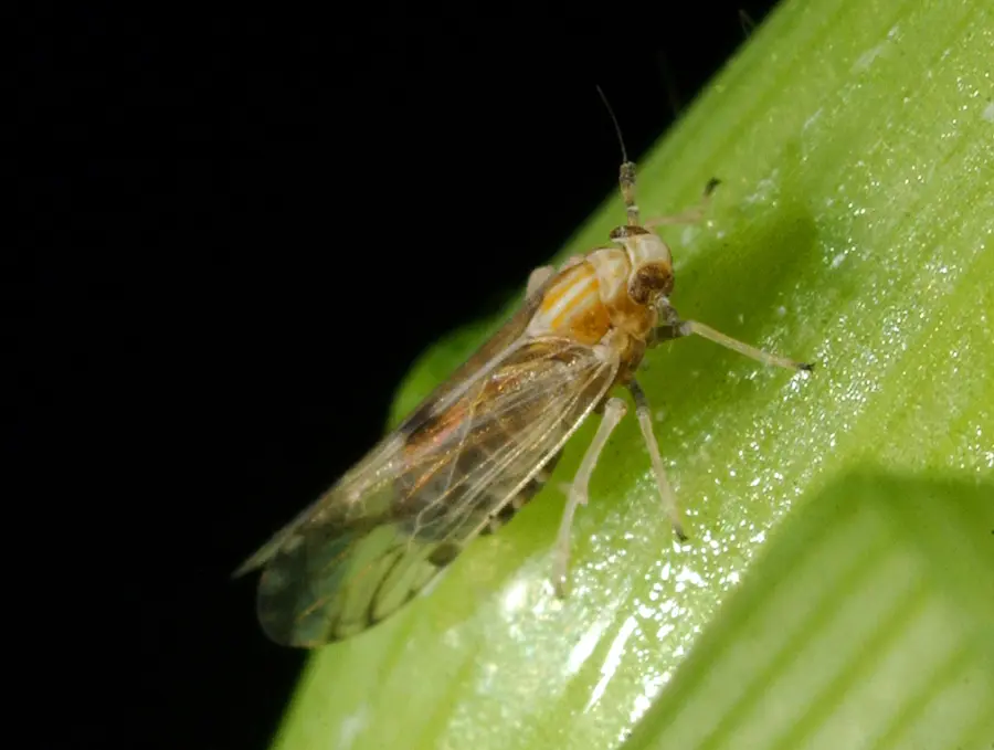 Adult specimen of sorghum shoot bug Peregrinus maidis for exact species identification