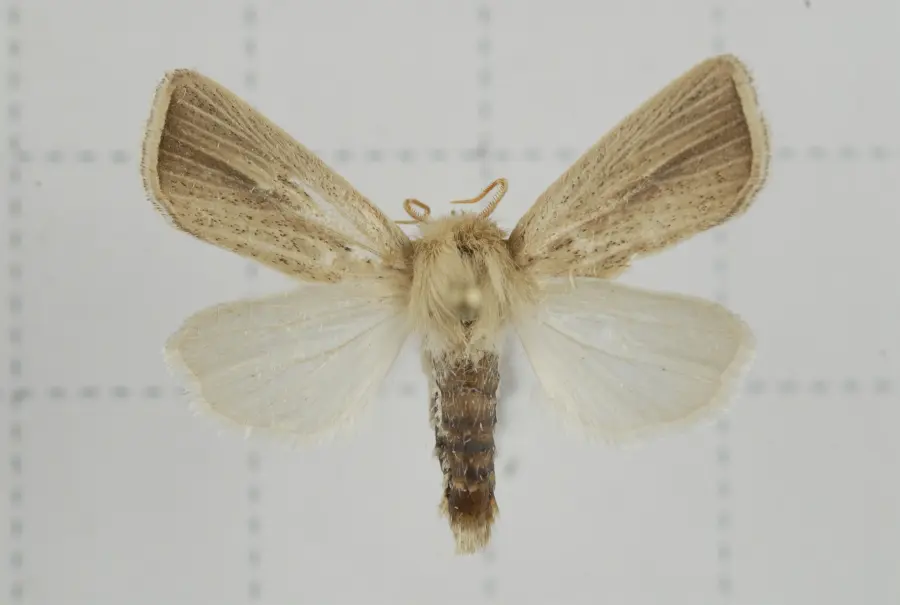Adult specimen of pink stem borer moth Sesamia inferens for exact species identification in wheat
