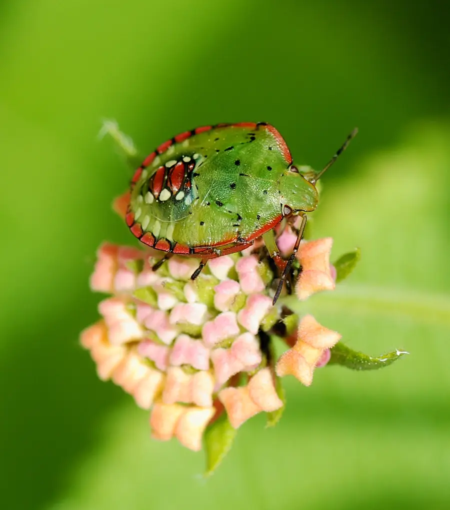 Adult specimen of green stink bug Nezara viridula for exact species identification