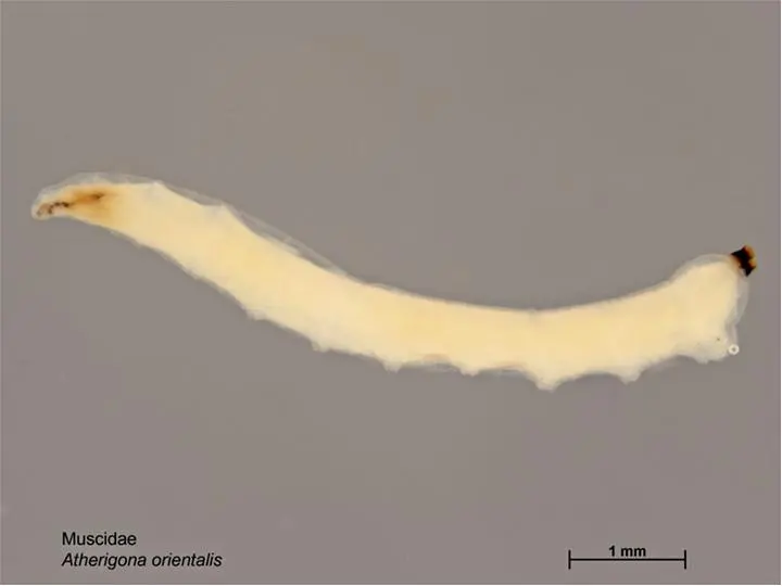 Larval specimen of maize shoot fly Atherigona orientalis for exact species identification
