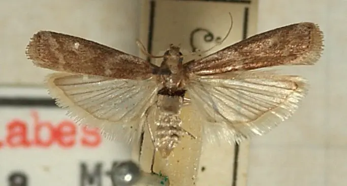 Mounted adult Cryptoblabes gnidiella specimen for exact species identification in maize web worm