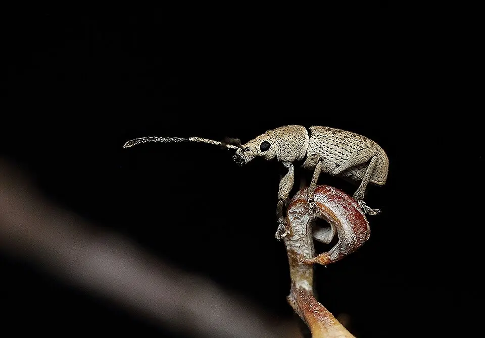 Adult Myllocerus weevil for exact genus-level identification in the maize ash weevil section