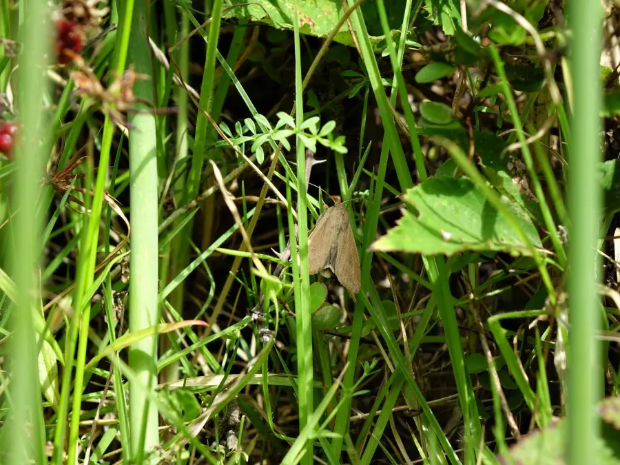 Adult specimen of wheat armyworm moth Mythimna separata for exact species identification