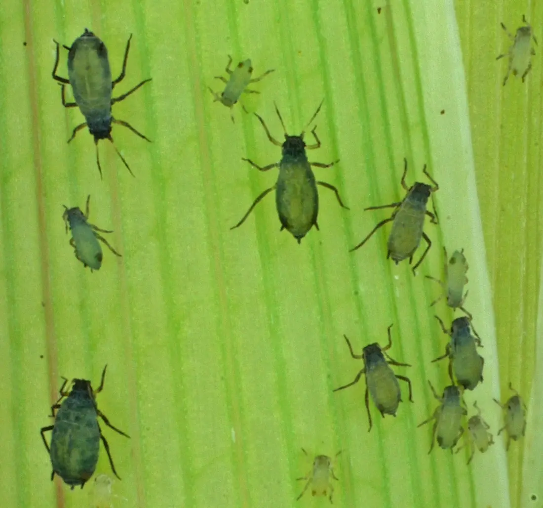 Colony specimen of Rhopalosiphum maidis, one of the named aphids in the minor wheat aphid complex